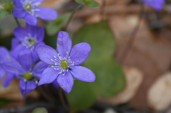 Hepatica nobilis